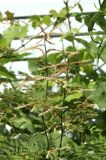 Image of taxon representative. Author is Владимир Саенко