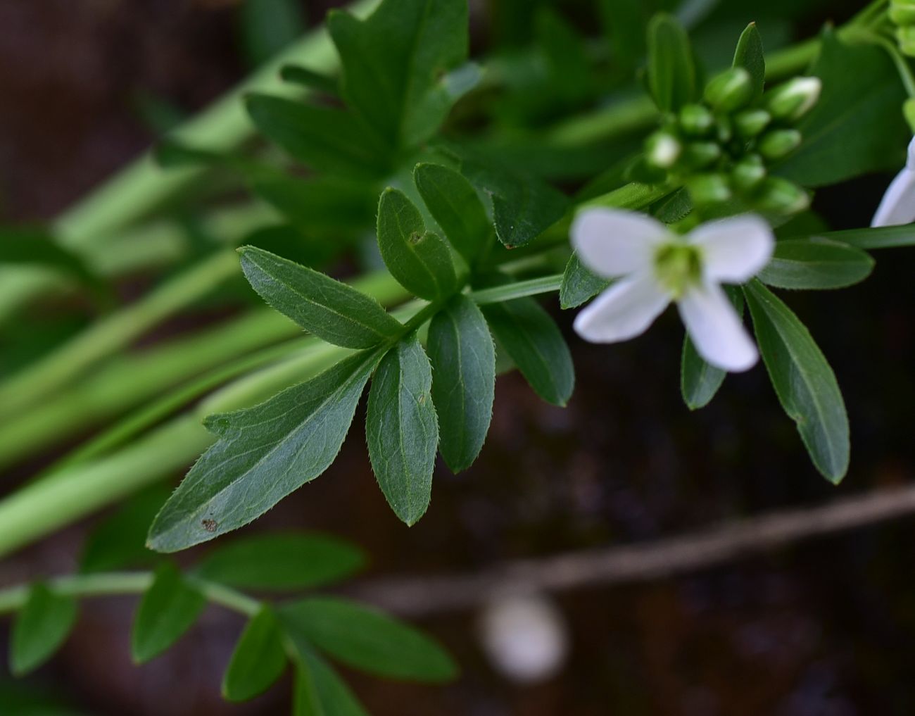 Изображение особи Cardamine uliginosa.