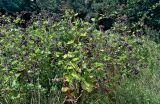 Смотреть изображение Arctium minus