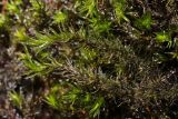 Cinclidotus fontinaloides. Веточки. Крым, Севастополь, Байдарская дол., река Чёрная. 19.08.2026.