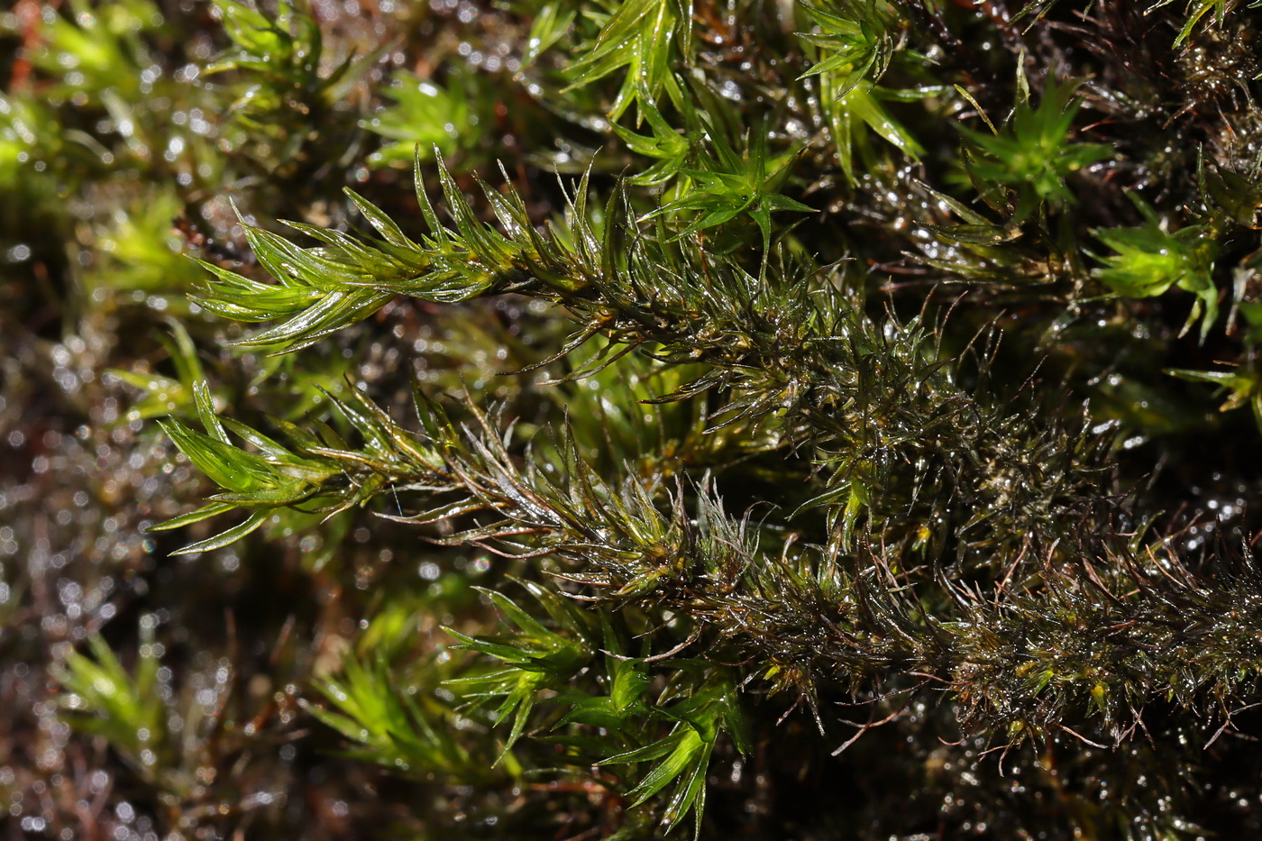 Изображение особи Cinclidotus fontinaloides.