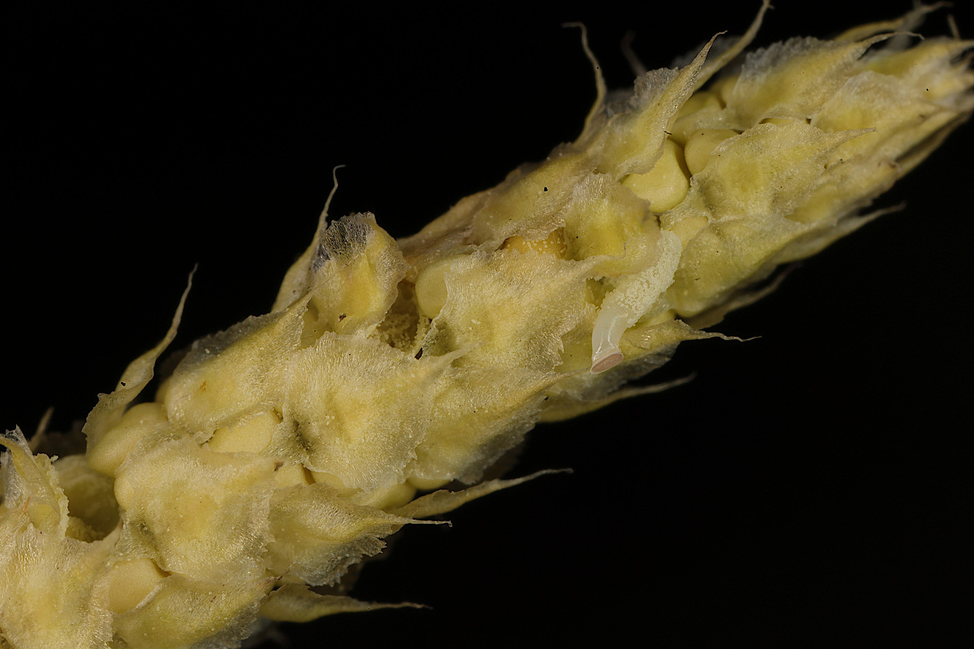 Изображение особи Lycopodium annotinum.