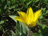 Tulipa ferganica