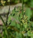 unknown species. Побег. Турция, ил Артвин, окр. храма Отхта, луг. 13 июня 2026 г.