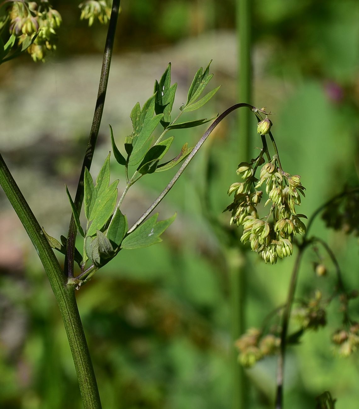 Image of Thalictrum simplex specimen.