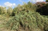 Cynanchum sibiricum. Плодоносящее растение. Узбекистан, г. Ташкент, Ботанический сад им. Ф.Н. Русанова, в культуре. 05.10.2026.