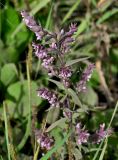 Odontites vulgaris. Верхушка цветущего растения. Тульская обл., Заокский р-н, окр. дер. Дворяниново, окраина залежи. 07.09.2025.