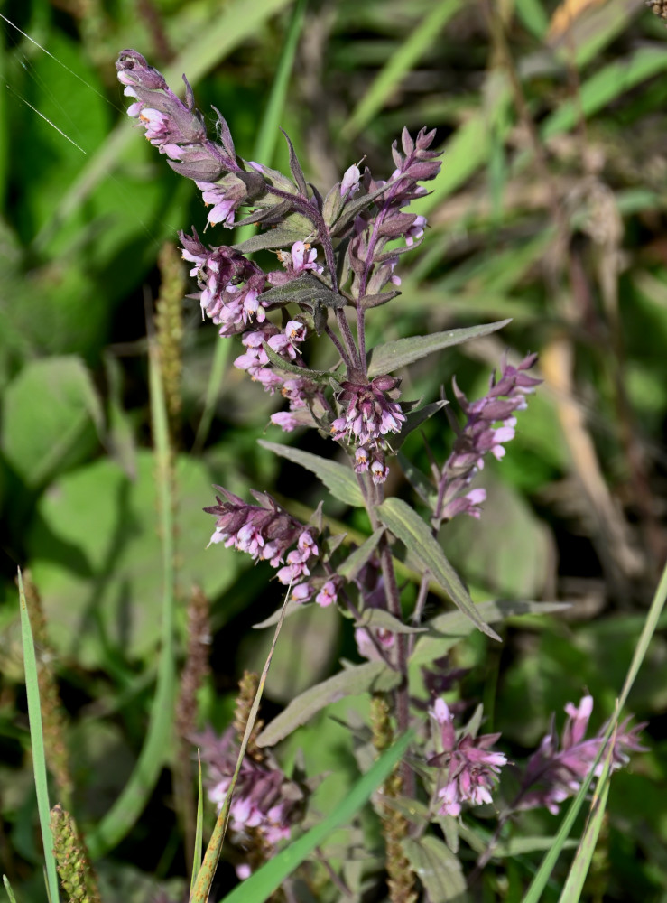 Изображение особи Odontites vulgaris.