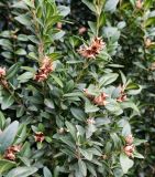 Buxus sempervirens. Ветви с плодами. Волгоград, пос. Подгорный. 18.09.2026.