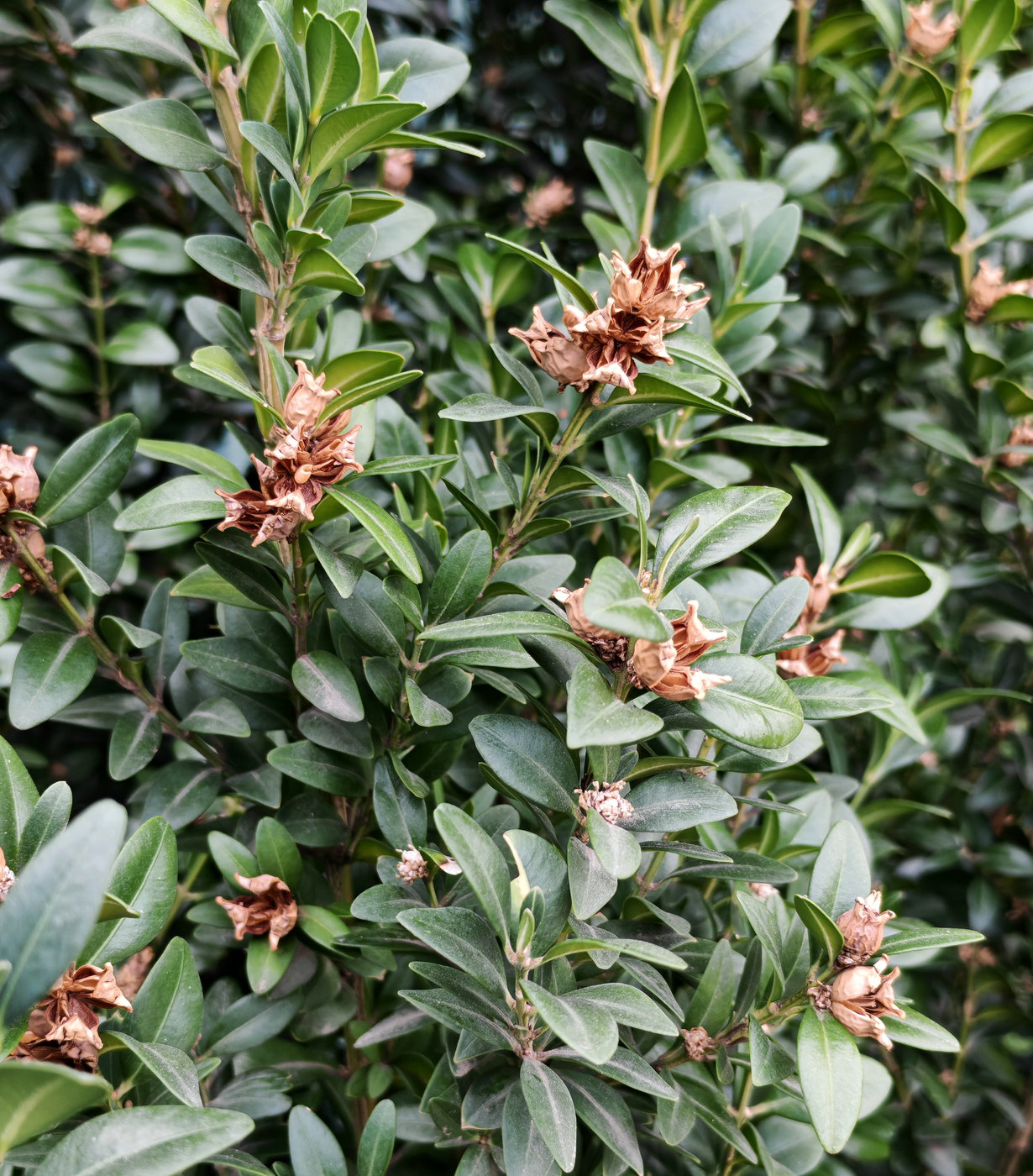 Image of Buxus sempervirens specimen.