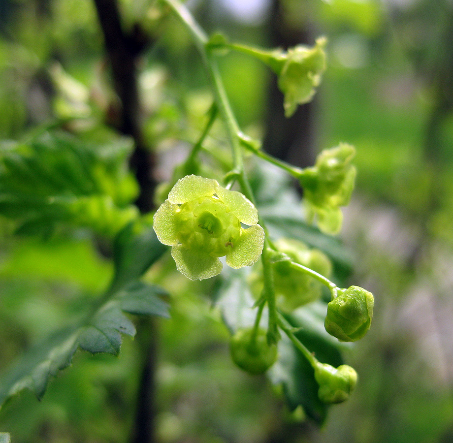 Изображение особи Ribes rubrum.