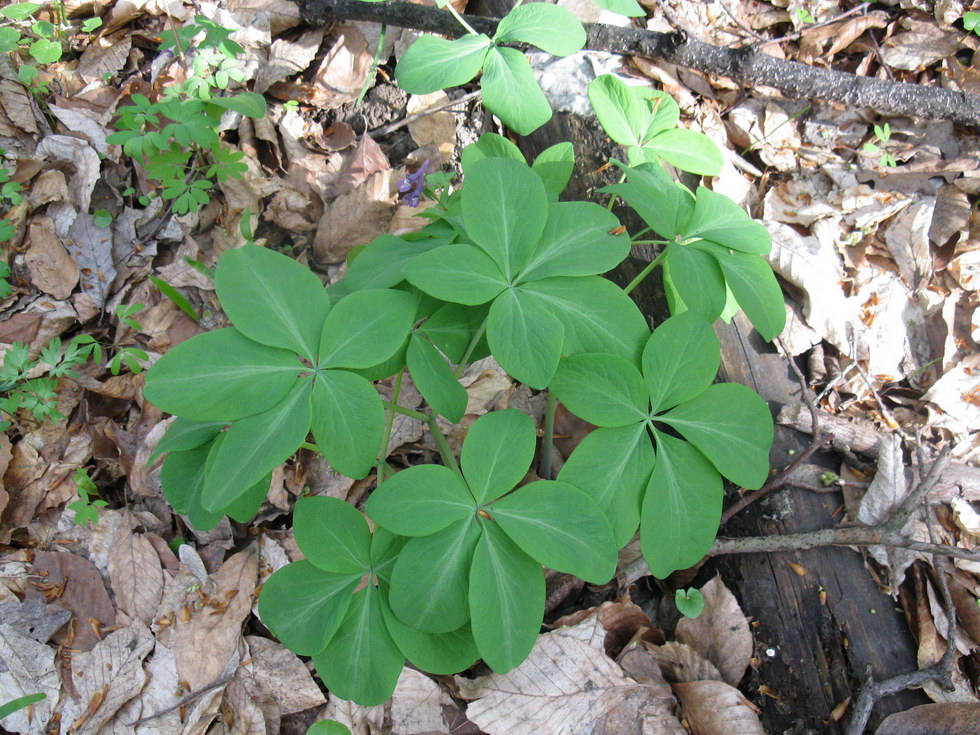 Image of Gymnospermium smirnowii specimen.