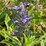 Ajuga multiflora. Цветущее растение. Приморский край, Уссурийский ГО, окр. с. Монакино, луг. 29.05.2011.