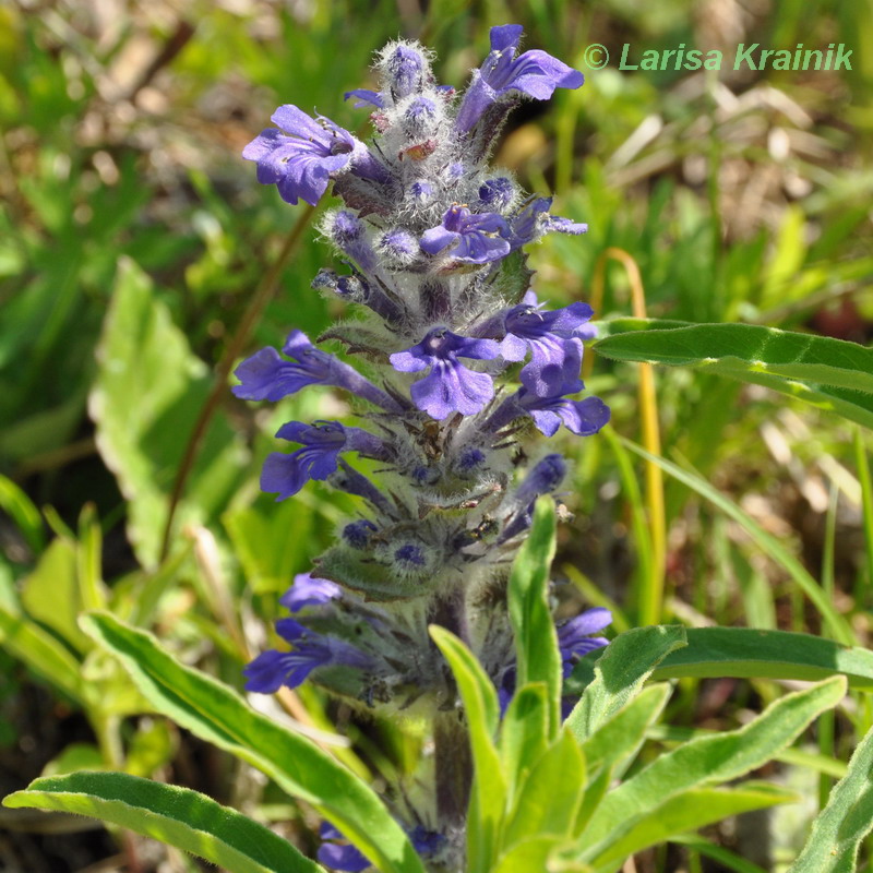 Image of Ajuga multiflora specimen.