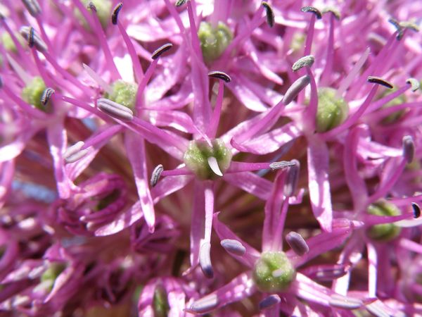 Image of Allium aflatunense specimen.