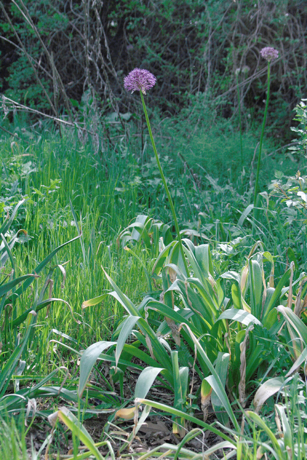 Изображение особи Allium stipitatum.