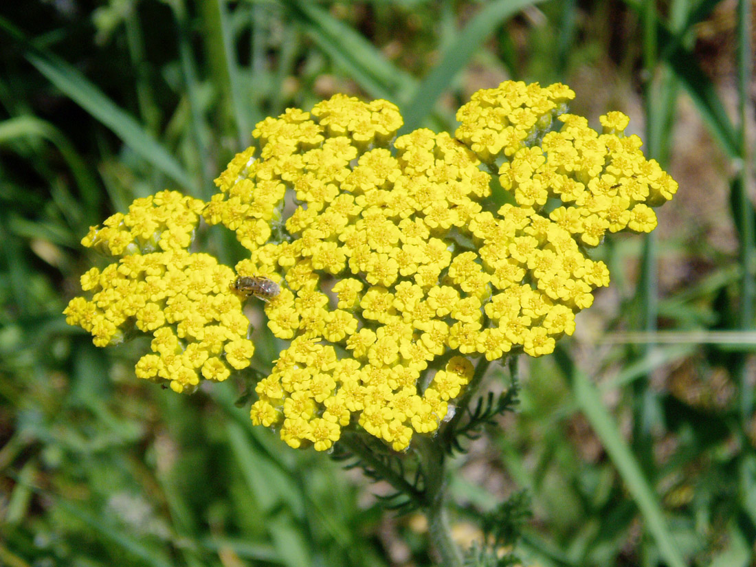 Image of Achillea arabica specimen.