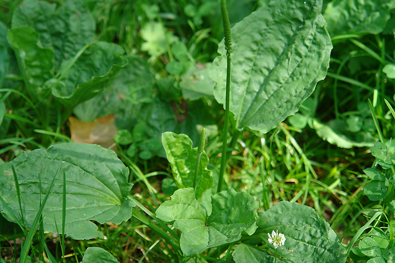 Image of Plantago major specimen.