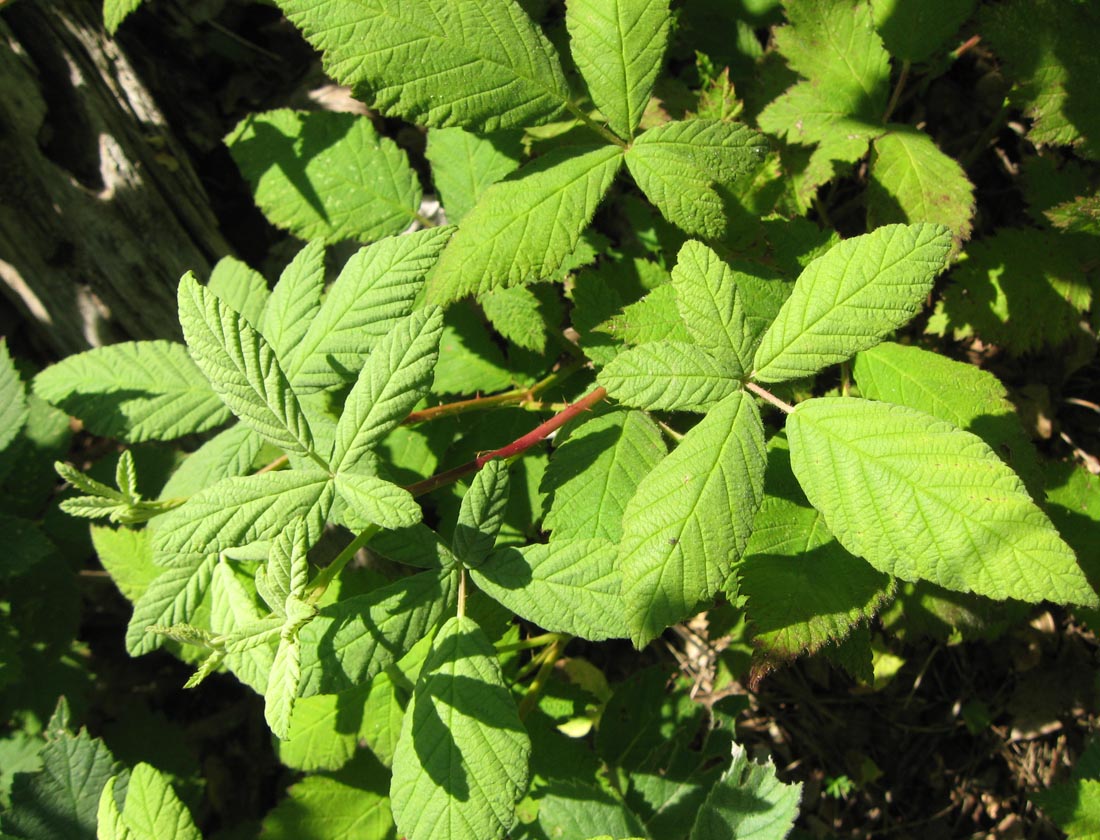 Изображение особи род Rubus.
