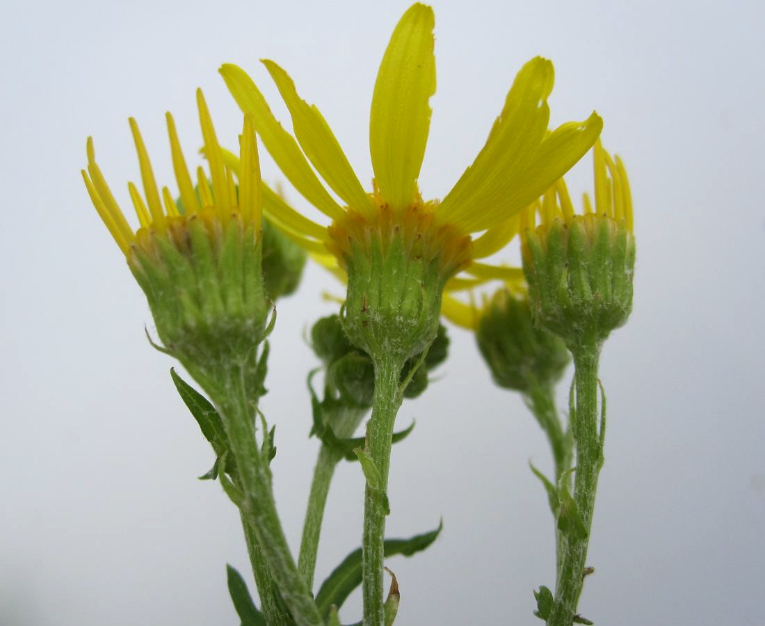 Image of Senecio jacobaea specimen.