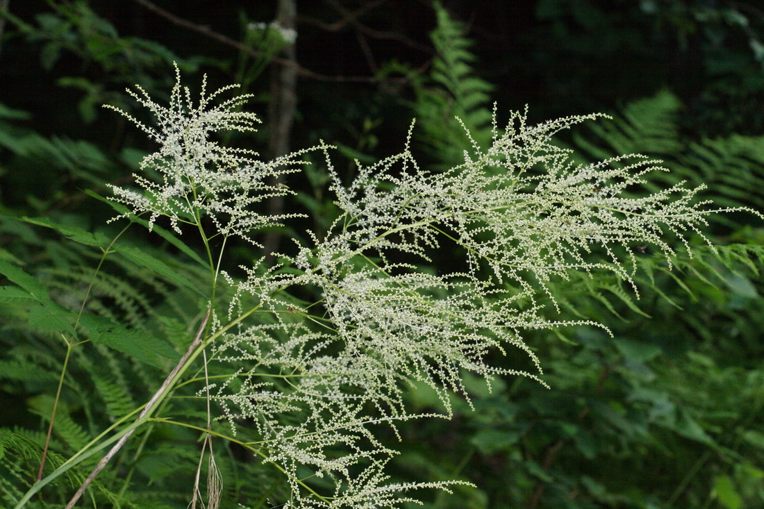 Изображение особи Aruncus sylvestris.