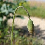 Papaver laevigatum