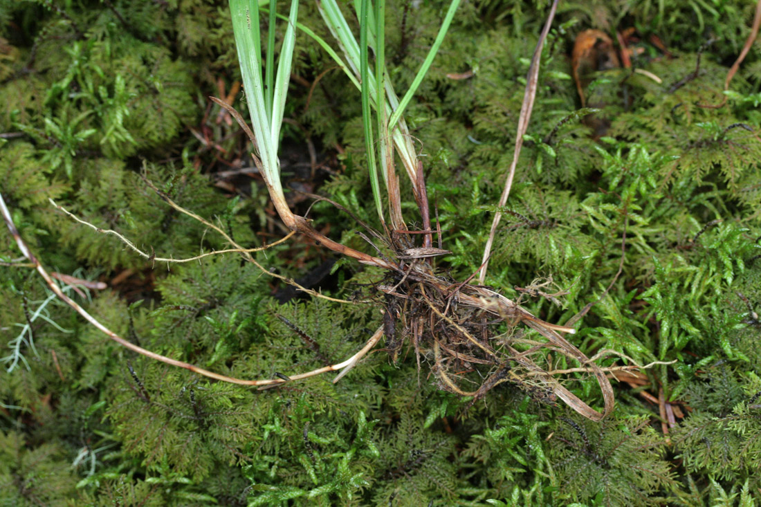 Image of Carex falcata specimen.