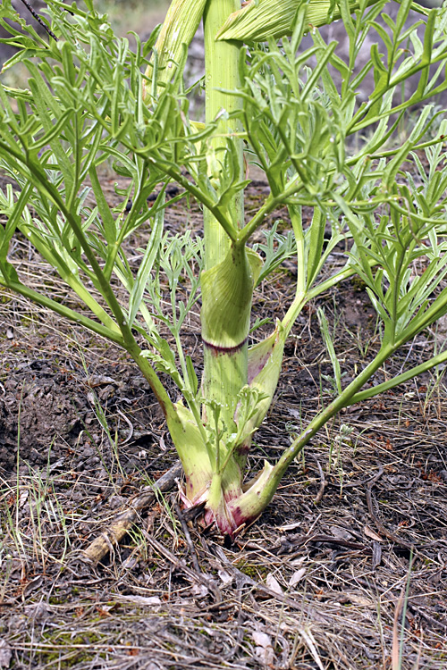 Изображение особи род Ferula.