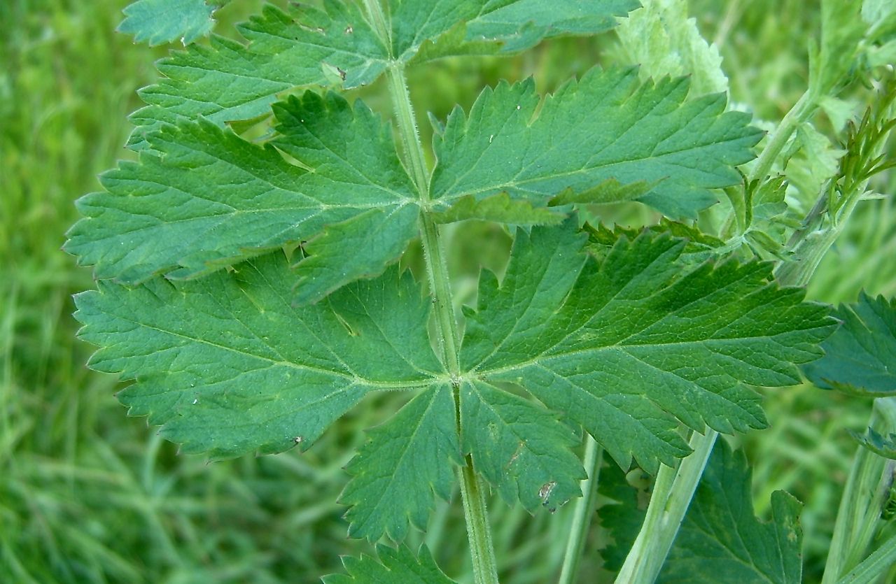 Изображение особи Pimpinella nigra.