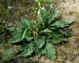 Phlomoides labiosa