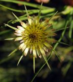 Tragopogon capitatus. Соцветие. Казахстан, Алматинская обл., Куртинское водохранилище. 13.05.2011.