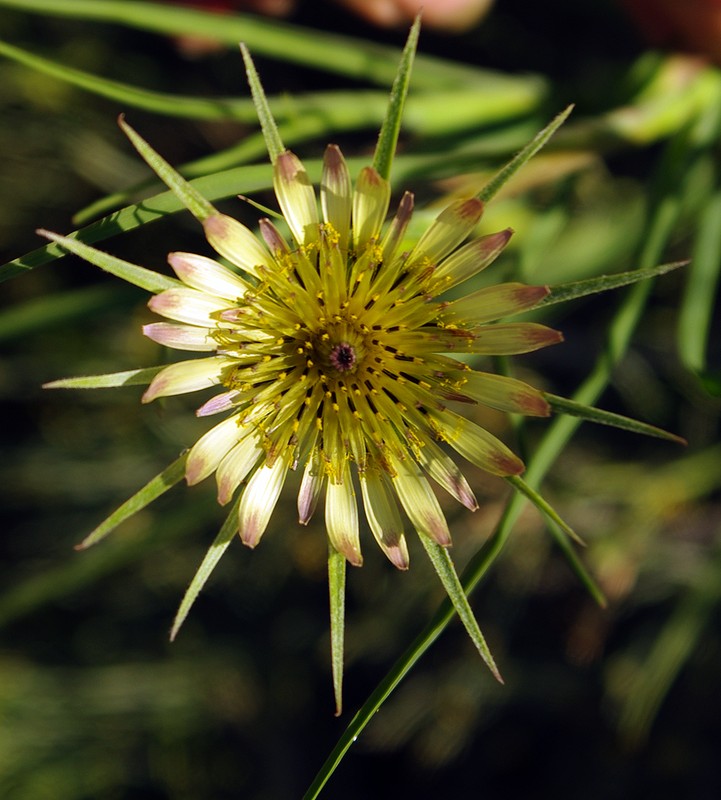 Изображение особи Tragopogon capitatus.