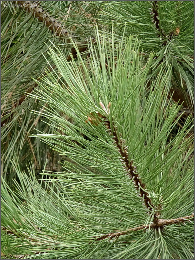 Image of genus Pinus specimen.