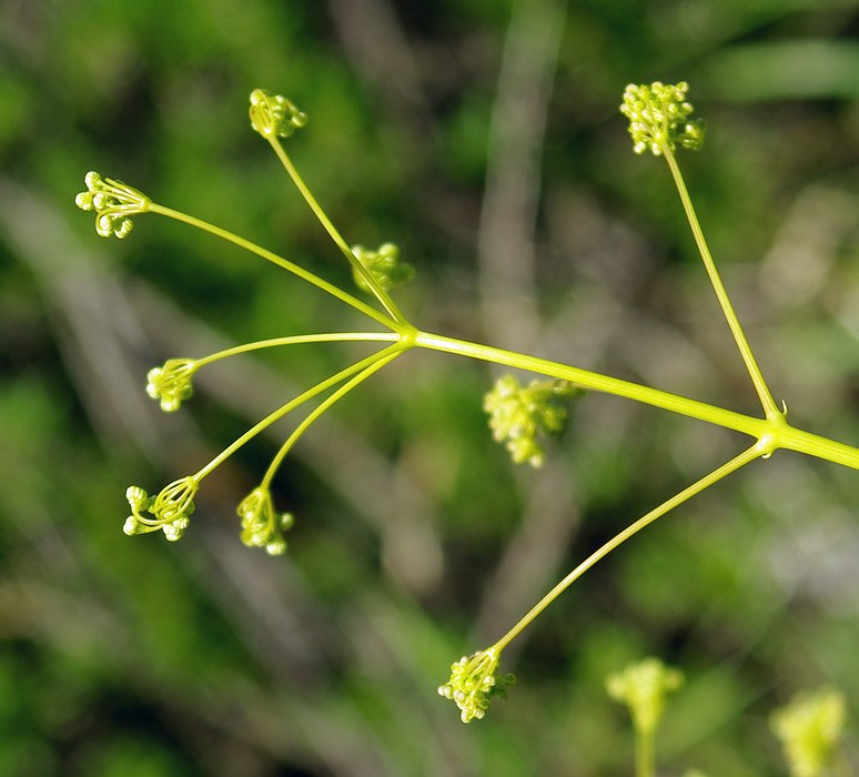 Image of Ferula karatavica specimen.