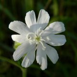 Image of taxon representative. Author is Алексей Титов