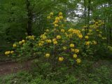 Rhododendron luteum