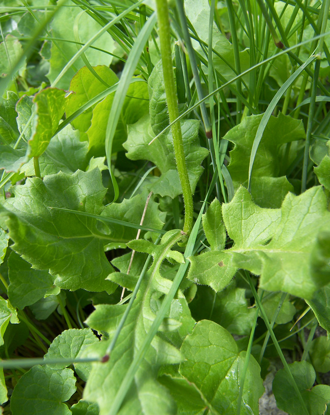 Image of Senecio taraxacifolius specimen.
