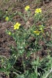 Potentilla canescens