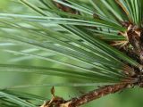 Pinus sibirica. Основания пучков игл. Приморье, Владивосток, Ботанический сад. 23.08.2009.