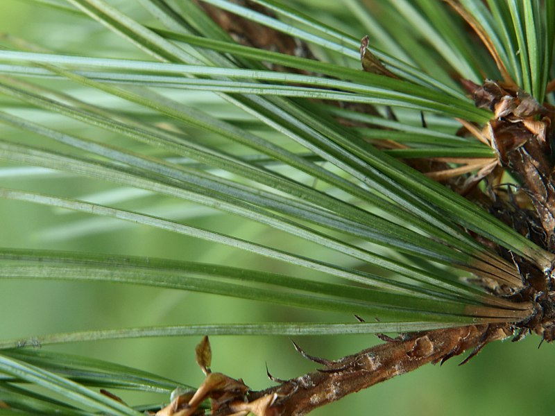 Изображение особи Pinus sibirica.