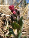 Pulmonaria obscura