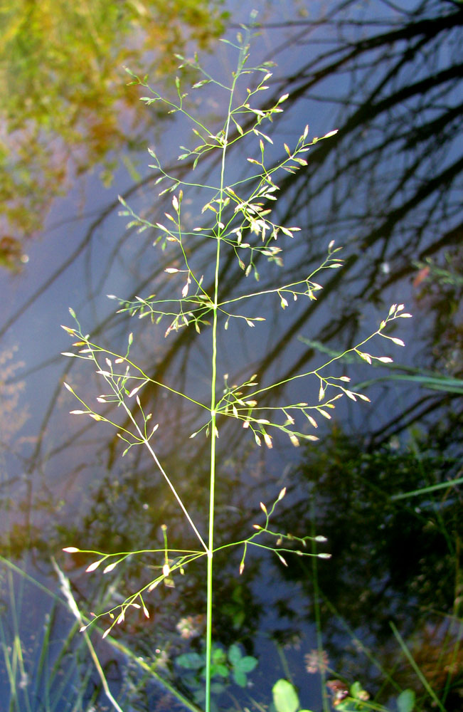 Image of Poa palustris specimen.