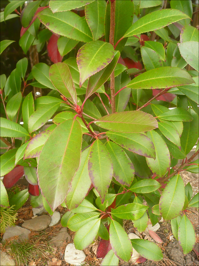 Image of Photinia &times; fraseri specimen.