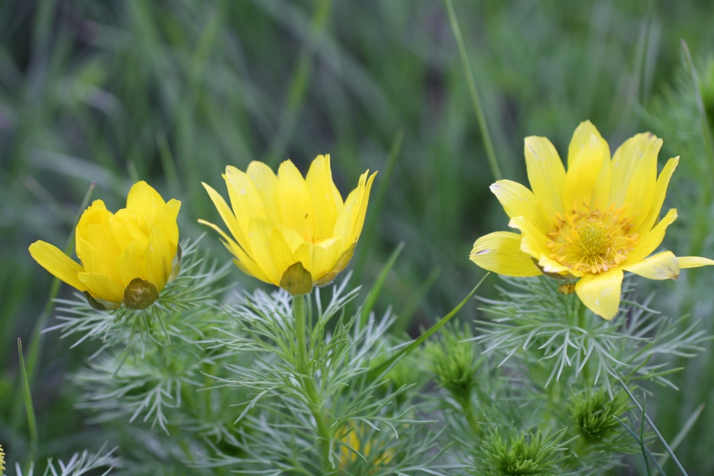 Изображение особи Adonis vernalis.