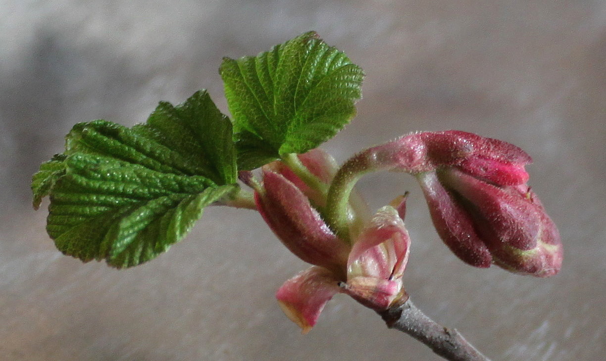 Image of Ribes sanguineum specimen.