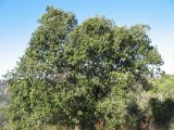 Quercus ilex. Одиночно растущее дерево. Испания, Каталония, провинция Girona, Costa Brava, окрестности населённого пункта Sant Feliu de Guíxols. 26 октября 2008 г.