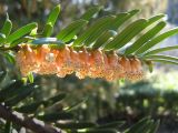 Taxus baccata. Ветвь с микростробилами. Крым, Ялта, в культуре. 27 марта 2012 г.