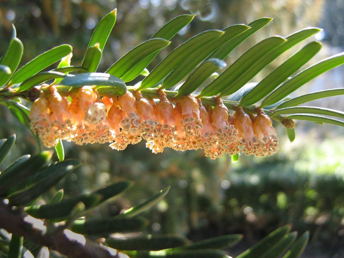 Изображение особи Taxus baccata.