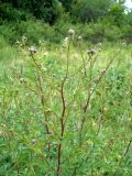 Serratula coronata