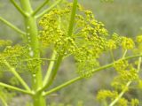 Ferula paniculata